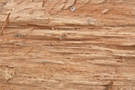 http://www.myfreetextures.com/three-great-fresh-rough-cut-or-chopped-wood-textures/